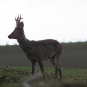 Vytloukání začalo