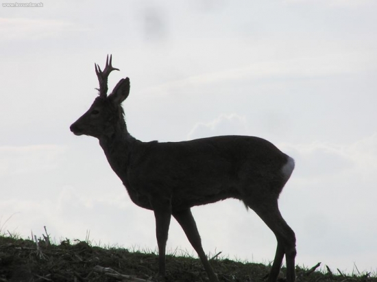 Vytloukání začalo 1