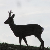 Vytloukání začalo 1
