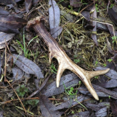Osmerák