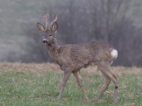 Aj prefarbuje, aj vytĺka