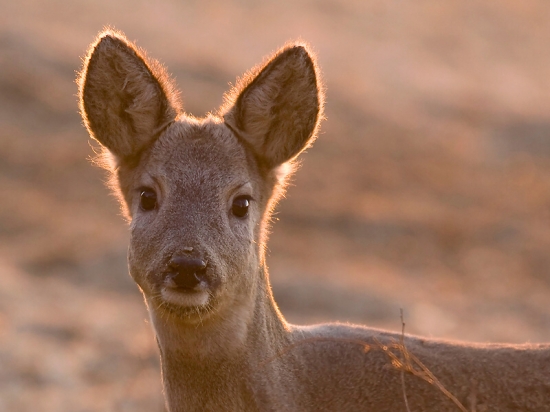 Obkreslená zapadajúcim slnkom