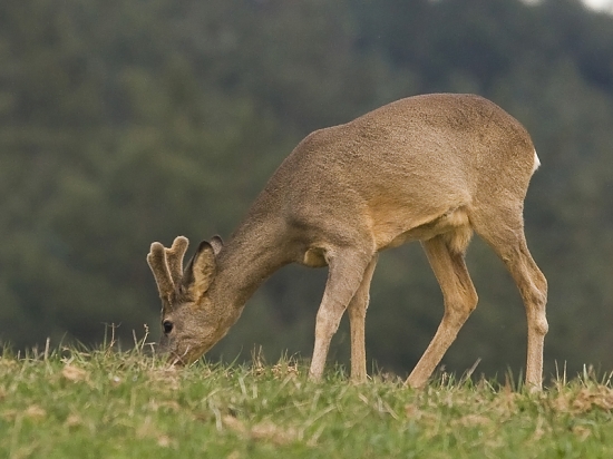 Konečne sa zazelenalo