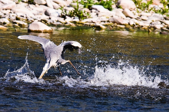 Volavka útočí, ryby prchajú