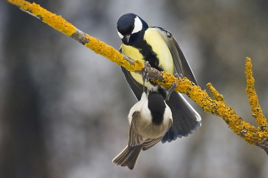 Čo chceš maličká ?