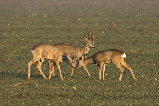Majster a dvaja učni