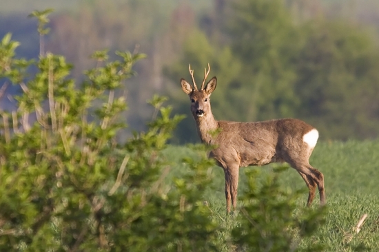 Ešte že nachvíľu zastavil