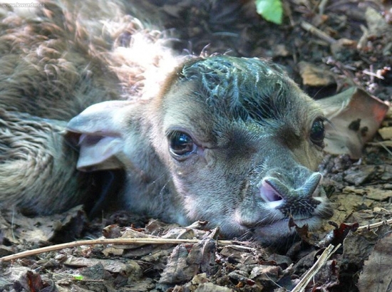 Prvé chvíle života 2