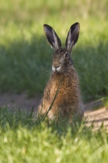 Okúpaný v rannej rose