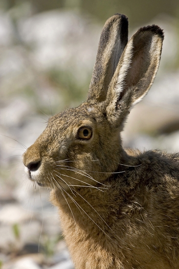 Niečo cvaklo, ale čo ?