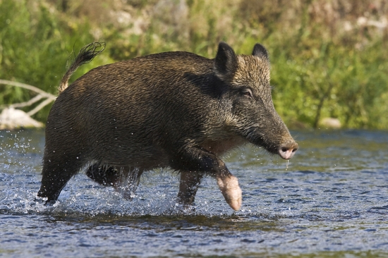 Prebrodiť Váh nebol problém