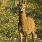 Strniskový šéf