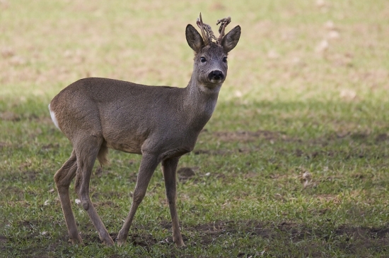 Parôžky už vykúkajú