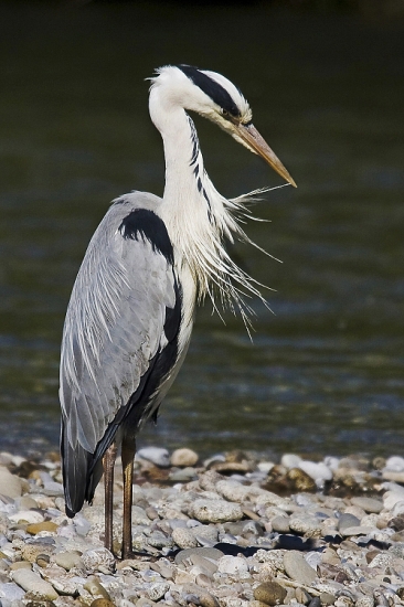 Očistím si každé pierko