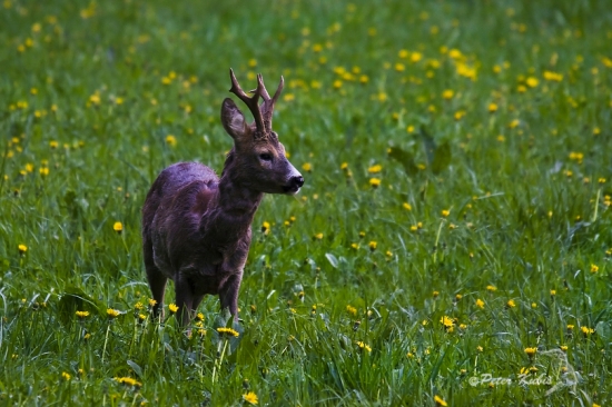 Púpavový šestorák