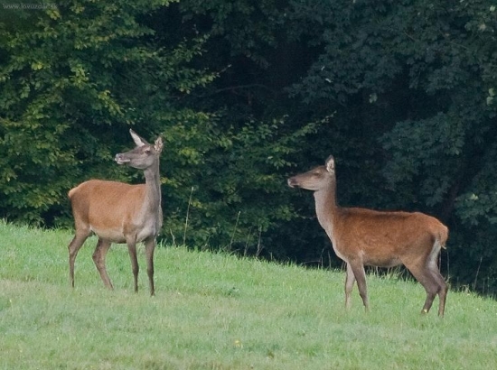 Vysoká na rannej pastve