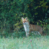 Zahľadená