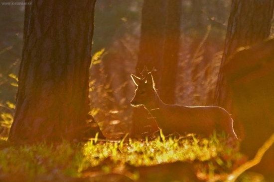 V lúčoch zapadajúceho slnka