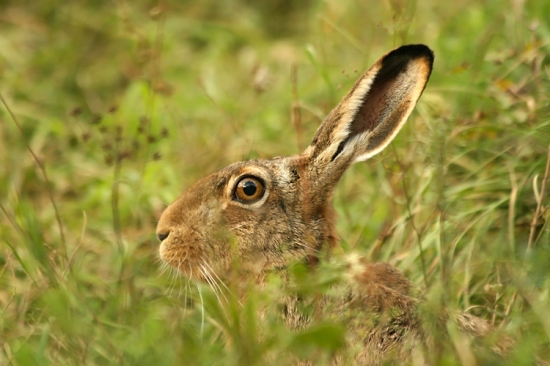 Čo sa skrýva v tráve