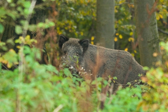 Stretnutie s čiernou
