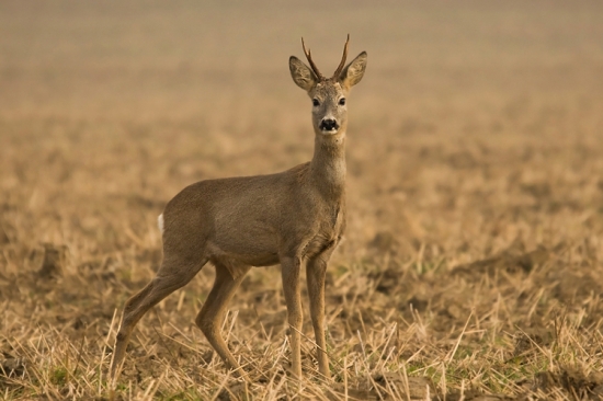 Srnček sa predvádza