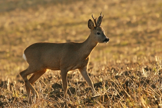 Stretnutie opäť po týždni