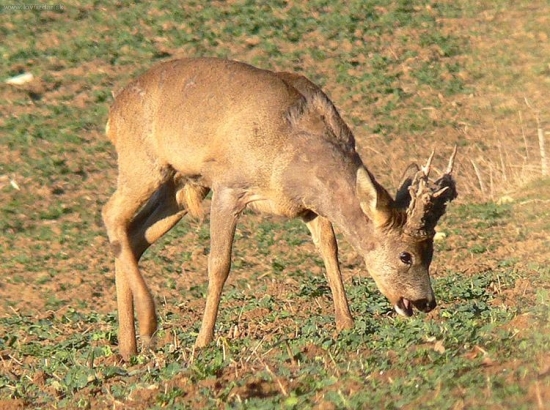 Práve začal vytĺkať