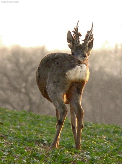 Vytĺkanie pokračuje