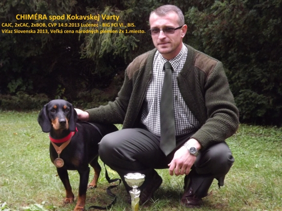 Slovenský kopov, typycký predstaviteľ plemena