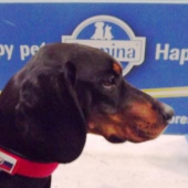 Slovakian hound