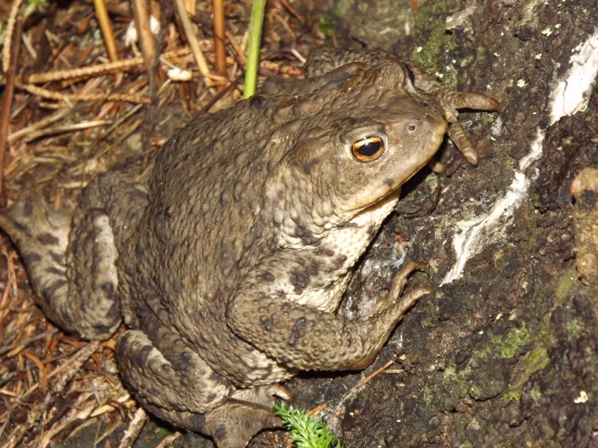 Ropucha bradavičnatá