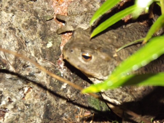 Ropucha bradavičnatá