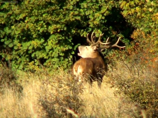 ruja video