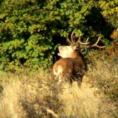 ruja video