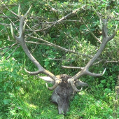 doručal