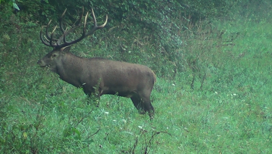 zlaté časy