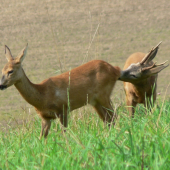ruja vrcholí
