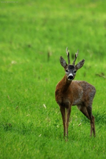 srnec