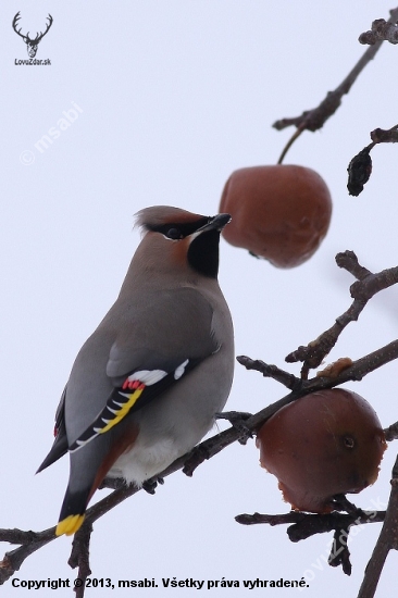 Chochlac