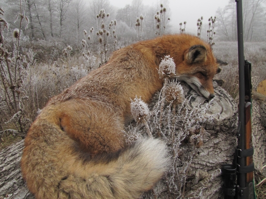 ,líška spod Bačovho vrchu,
