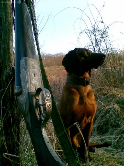 ,stará dvojka mladý pes,