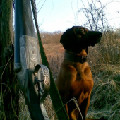 ,stará dvojka mladý pes,