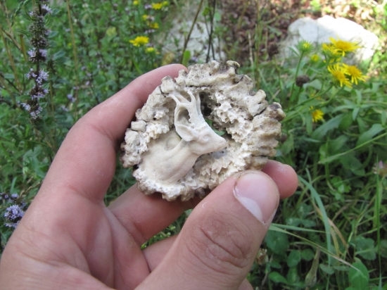 ,stará pečat ožila,