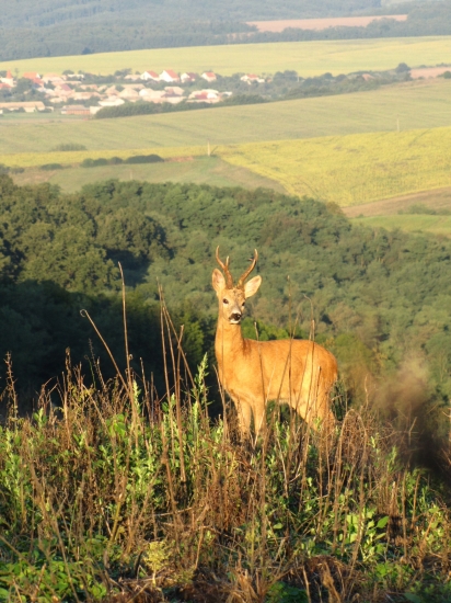 ,na rannej pochodzke,
