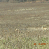 srnčia na vychádzke
