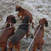 rodinne na diviaky :D