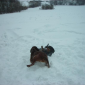 šantenie kopova s farbiarikom :D