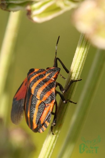 Bzdocha pasikava (Graphosoma lineatum)