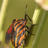 Bzdocha pasikava (Graphosoma lineatum)