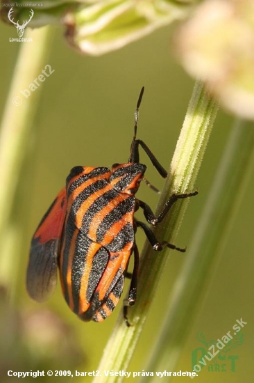 Bzdocha pasikava (Graphosoma lineatum)